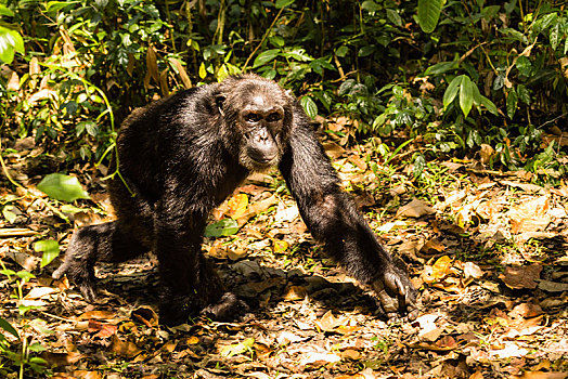 普通,黑猩猩,类人猿,走,树林,国家公园,乌干达,非洲