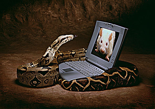 特写,蛇,笔记本电脑