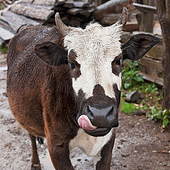 母牛,舔,嘴唇,普那卡,地区,不丹