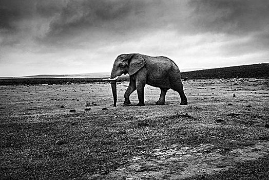 南非,大象,露营
