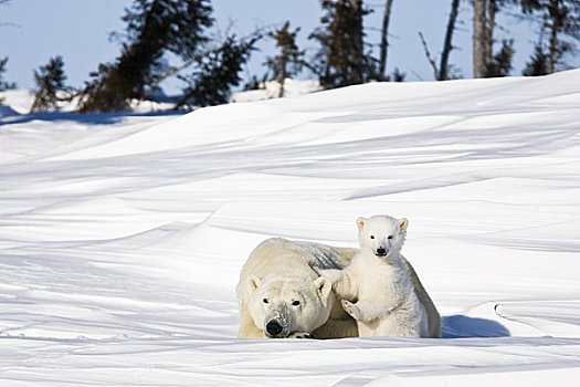 北极熊,瓦普斯克国家公园,曼尼托巴,加拿大