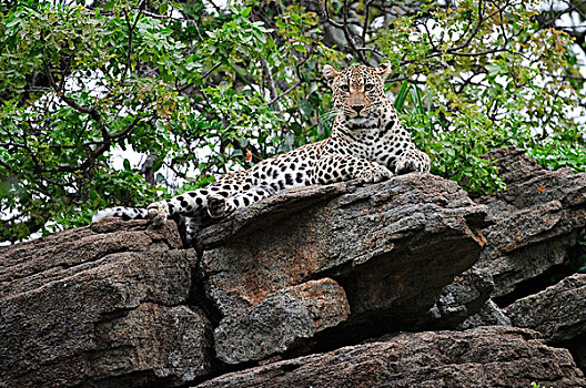 豹,岩石上,博茨瓦纳