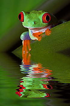反射,红眼树蛙,水中