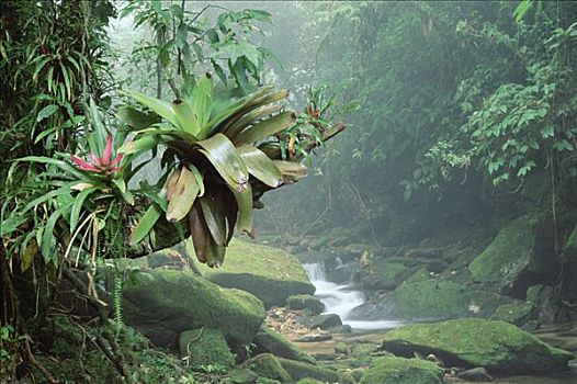 凤梨科植物,河流,国家公园,大西洋,树林,巴西