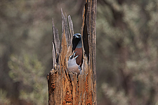 一对,巢,中空,树桩,新南威尔士,澳大利亚
