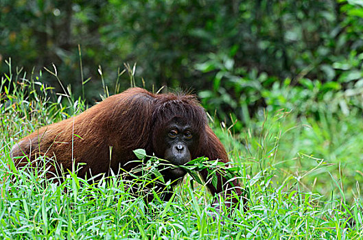 猩猩,野生动植物园,沙巴,婆罗洲,马来西亚