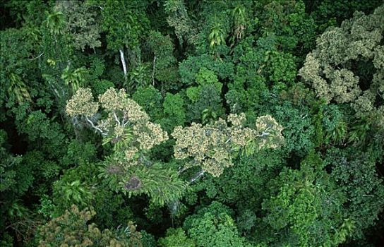 热带雨林,昆士兰,澳大利亚