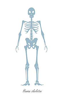 人体骨骼,隔绝,白色背景,身体,宪法,矢量,概念,设计,身体部位,支承结构,有机生物,人