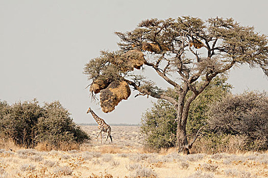 纳米比亚,埃托沙国家公园,长颈鹿,走,巨大,鸟窝,树