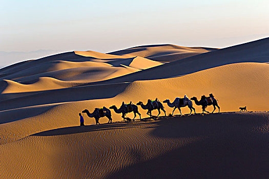 鄂尔多斯,响沙湾,沙漠,驼队