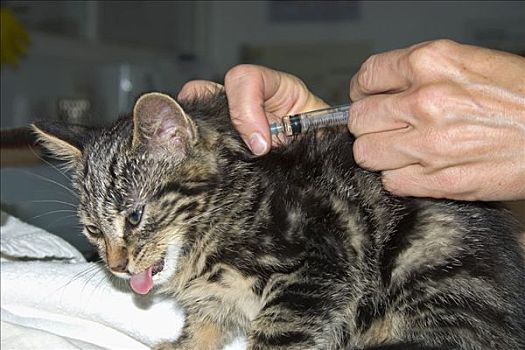 猫,兽医,注射,疫苗,德国