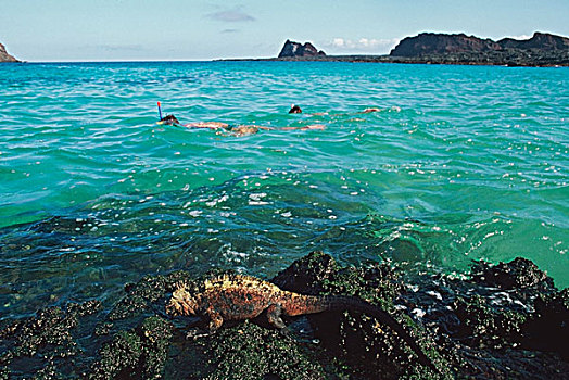 海鬣蜥,前景,加拉帕戈斯群岛,厄瓜多尔