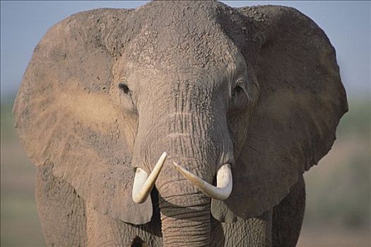 非洲象,特写,安伯塞利国家公园,肯尼亚