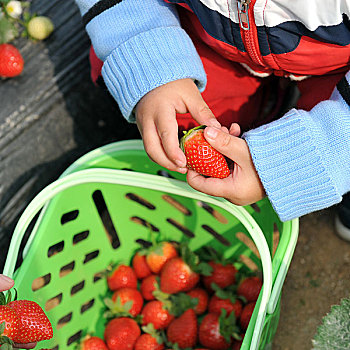 新鲜,草莓,孩子