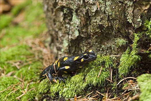 火蜥蜴,真螈,国家公园,上奥地利州,欧洲
