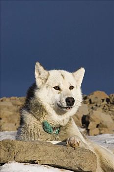 肖像,格陵兰,狗,迪斯科,岛屿