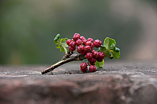 新鲜花椒