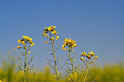 油菜花