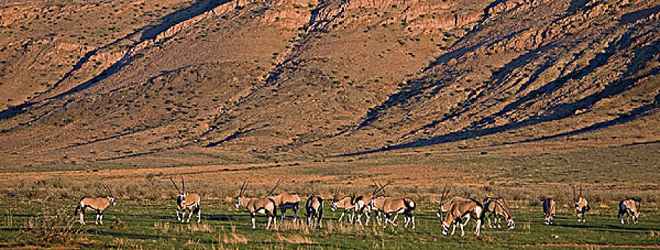 南非大羚羊,羚羊,牧群,喂食,纳米比亚
