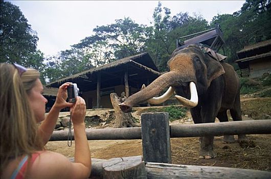 泰国,清迈,游客,照相,大象