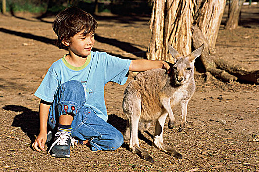 澳大利亚,保护区,男孩,袋鼠
