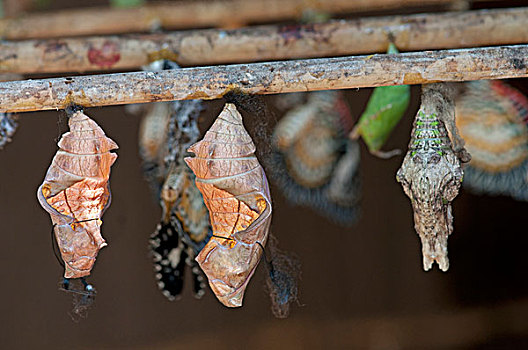 蝴蝶,蛹,收获,柬埔寨,东南亚,亚洲