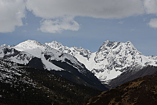 雪山草甸牛场