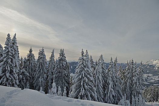 冬天,自然,风景,树,初雪