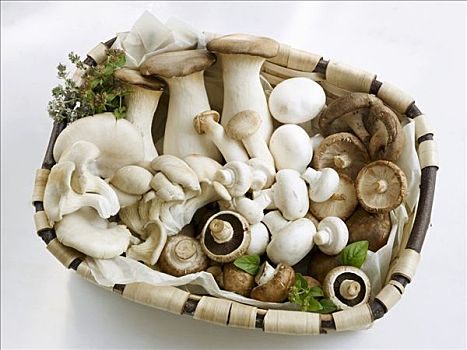 篮子,种类,蘑菇