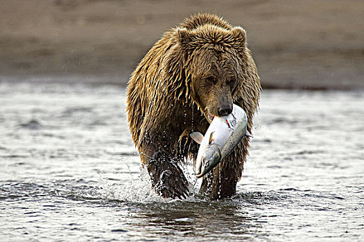 大灰熊,棕熊,水,三文鱼,加拿大