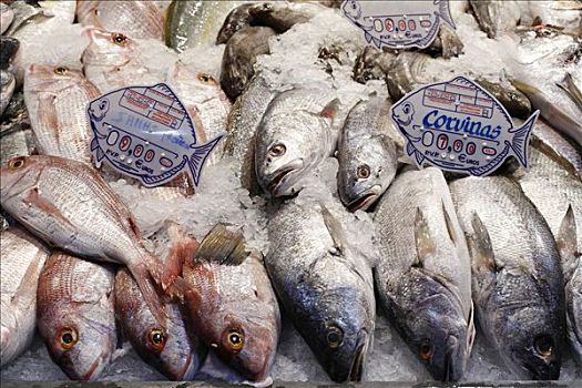 鱼,市集,大卡纳利岛,西班牙