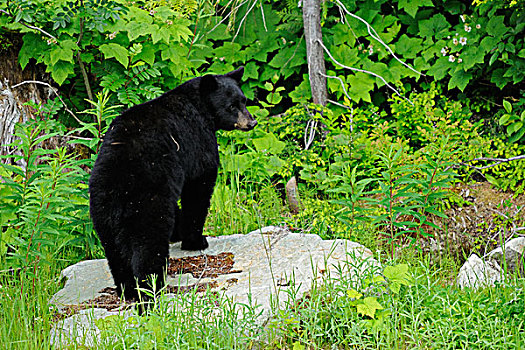 加拿大,不列颠哥伦比亚省,美洲黑熊,边缘,树林,画廊