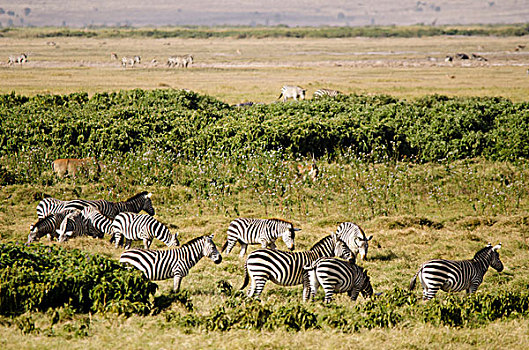 肯尼亚,安伯塞利国家公园,群,斑马