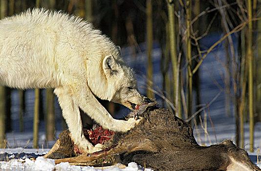北极狼,狼,成年,杀,北美马鹿,阿拉斯加