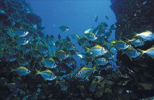 水下,大量,鱼群,海洋动物,海洋,澳大利亚