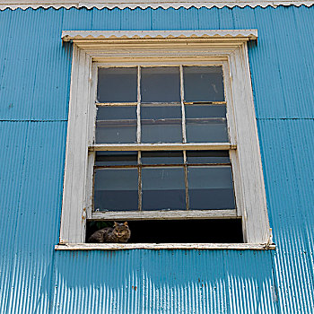 猫,窗户,房子,瓦尔帕莱索,智利