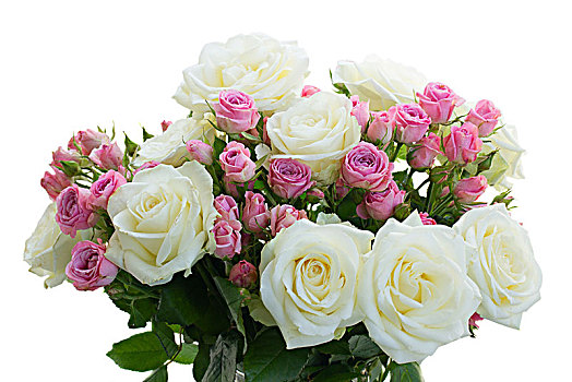 粉色,白色,盛开,玫瑰,白色蔷薇,花,隔绝,白色背景,背景