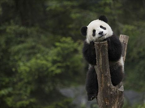 大熊猫,俘获,幼兽,休息,中国