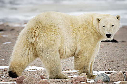 北极熊,后视,哈得逊湾,加拿大