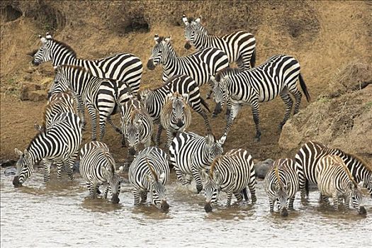 白氏斑马,斑马,群,喝,马拉河,马赛马拉国家保护区,肯尼亚