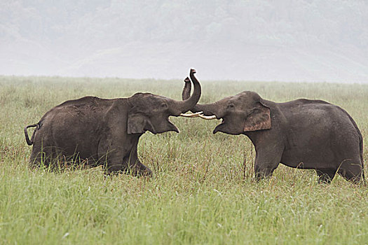 幼小,亚洲象,打闹