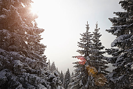 俯视图,积雪,树,雾气,巴伐利亚,德国