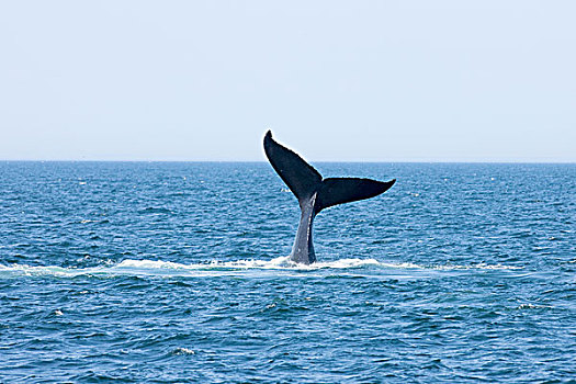 驼背鲸,尾部,鲸尾叶突,大翅鲸属,鲸鱼,大马南岛,芬地湾,新布兰斯维克,加拿大