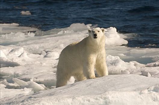 北极熊,漂浮,冰,拉布拉多海,拉布拉多犬,加拿大