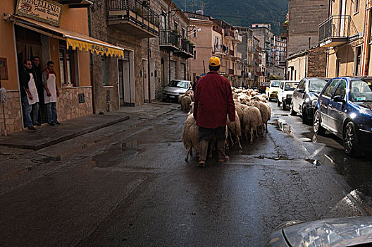 放牧,羊群,过去,肉店,西西里,意大利