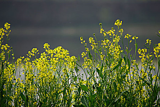 油菜花