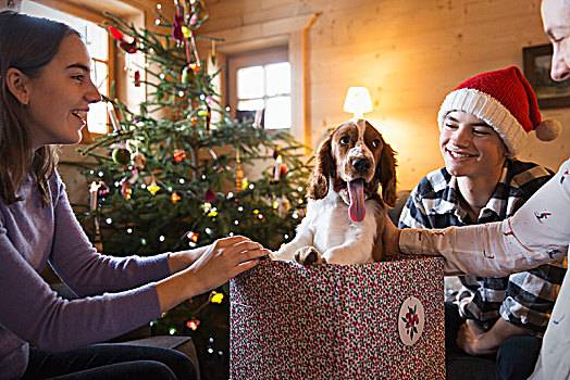 幸福之家,狗,圣诞礼物,盒子