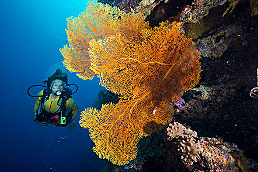 潜水,后面,巨大,海扇,柳珊瑚目,狂热,珊瑚,太平洋,帕劳,大洋洲