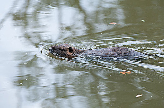 河狸鼠,游泳,水塘,野生动物,法国