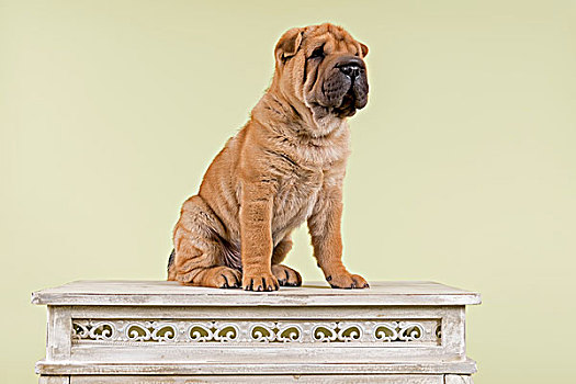 沙皮犬,小狗,雄性,8星期大,红色,桌上